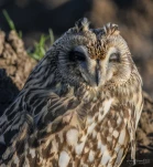 Hibou-des-marais-DSC 8688-2