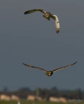 Hibou-des-marais-DSC 6929-deux-duo-couple