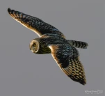 Hibou-des-marais-6973