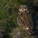 Hibou-des-marais-DSC 6145