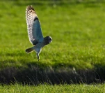 Hibou-des-marais-DSC 6987