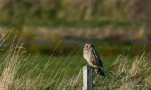 Hibou-des-marais-DSC 5139