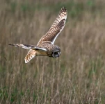 Hibou-des-marais-DSC 6892
