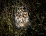 Hibou-des-marais-DSC 3756-5