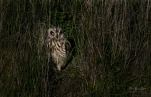 Hibou-des-marais-DSC 3569-4