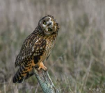 Hibou-des-marais-DSC 1680-2