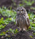 Hibou-des-marais-DSC 2643