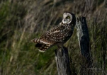 Hibou-des-marais-DSC 6216