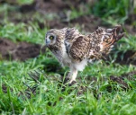 Hibou-des-marais-DSC 1919