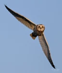 Hibou-des-marais-Z09 4426