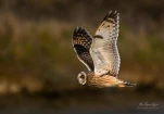 Hibou-des-marais-DSC 9240