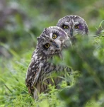 Hibou-des-marais-DSC 2792-2