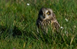 Hibou-des-marais-DSC 0091