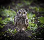 Hibou-des-marais-DSC 2622-2