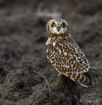 Hibou-des-marais-DSC 3036-2-2