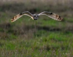 Hibou-des-marais-DSC 6558-2