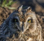 Hibou-des-marais-DSC 8791-2-2