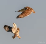 Hibou-des-marais-combat-DSC 5036