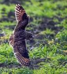 Hibou-des-marais-DSC 1635