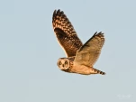 hibou-des-marais-DSC 3619