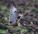 Hibou-des-marais-DSC 5389-2