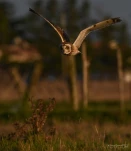 Hibou-des-marais-DSC 4119