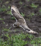 Hibou-des-marais-DSC 2931-2