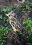 Hibou-des-marais-DSC 5432