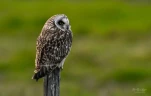Hibou-des-marais-Z09 2630