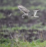 Hibou-des-marais-DSC 1040-2