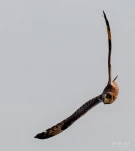 Hibou-des-marais-DSC 5887