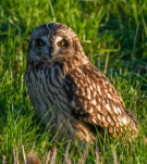 Hibou-des-marais-DSC 1184-2