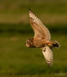 Hibou-des-marais-DSC 3565