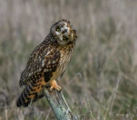 Hibou-des-marais-DSC 1680