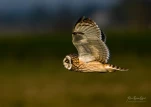 Hibou-des-marais-DSC 3968-4