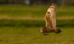 Hibou-des-marais-DSC 3562