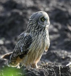 Hibou-des-marais-DSC 4112-2