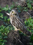 Hibou-des-marais-DSC 5423