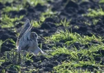 Hibou-des-marais-DSC 3532-2