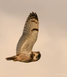 Hibou-des-marais-DSC 4728