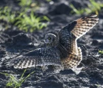 Hibou-des-marais-DSC 3581-2