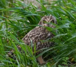 Hibou-des-marais-DSC 0720