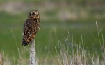 Hibou-des-marais-DSC 5708