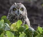 Hibou-des-marais-DSC 2406-2-2