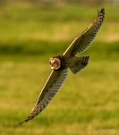 Hibou-des-marais-DSC 3559