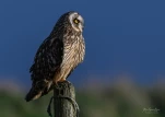 Hibou-des-marais-Z09 0927