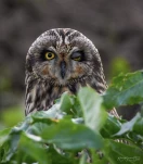 Hibou-des-marais-DSC 3098-2