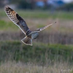 Hibou-des-marais-DSC 6730