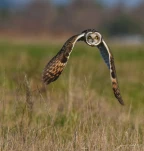 Hibou-des-marais-DSC 4952