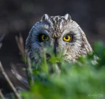Hibou-des-marais-DSC 1450